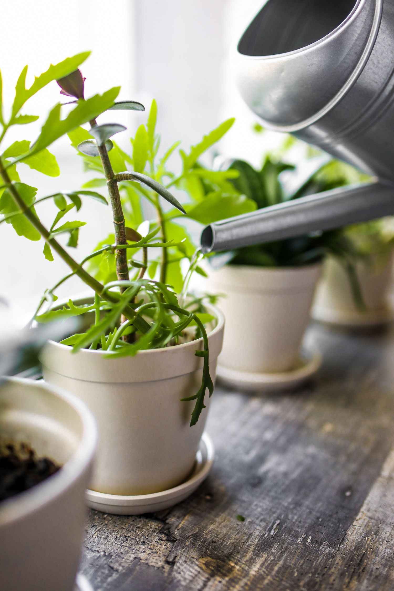 Plant being watered with a watering can